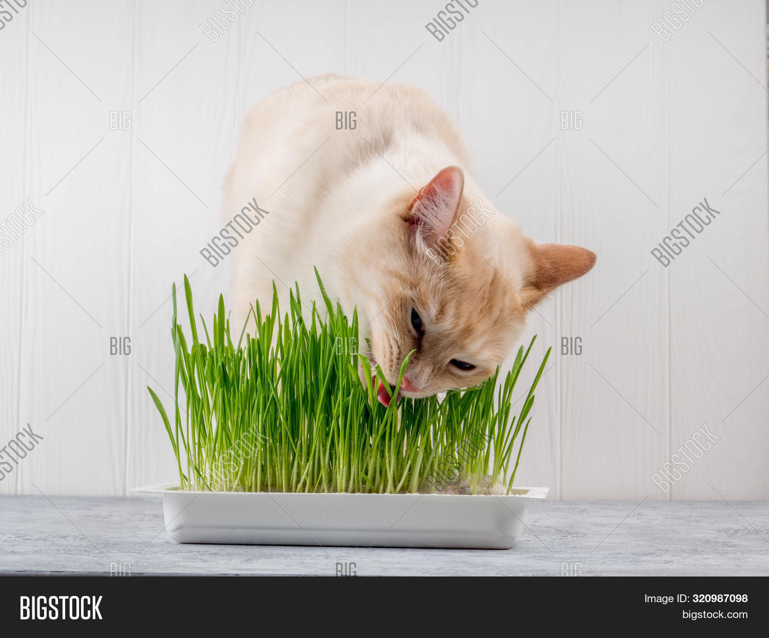 Cat Eats Grass. Cat Image & Photo (Free Trial) Bigstock
