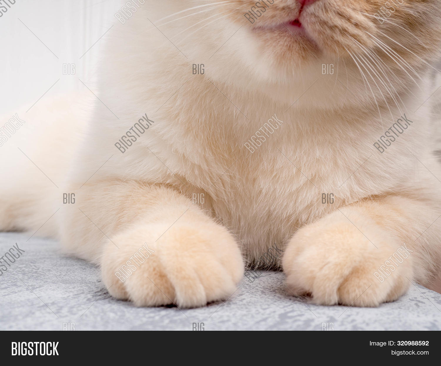 soft cat paws