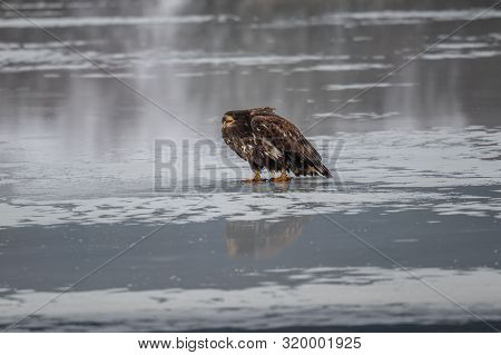 Adult White-tailed Eagle In Flight. Blue Sky Background. Scientific Name: Haliaeetus Albicilla, Also