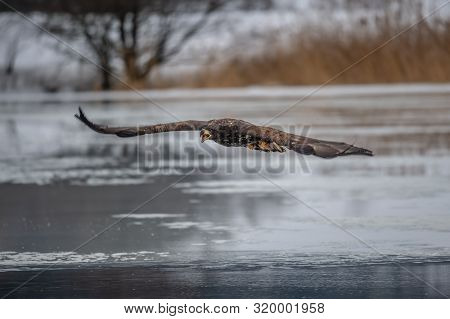 Adult White-tailed Eagle In Flight. Blue Sky Background. Scientific Name: Haliaeetus Albicilla, Also