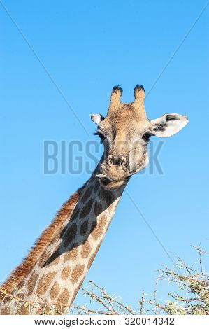 An Extreme Closeup Of An Angolan Giraffe - Giraffa Giraffa Angolensis- Head. Etosha National Park, N