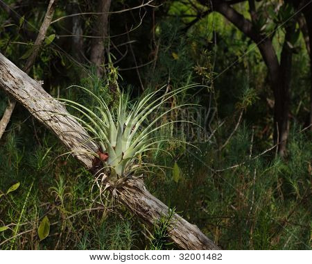 Airplant