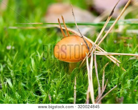 Brown Toadstool In Green Moss With Pine Needles In The Forest, Macro