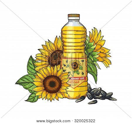 Sunflower Oil Sketch. Vector Seeds, Sunflowers And Oil Bottle Isolated On White Background. Illustra