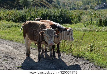 Livestock In The Vicinity Of The Taiga Village Of Generalka Altai Region