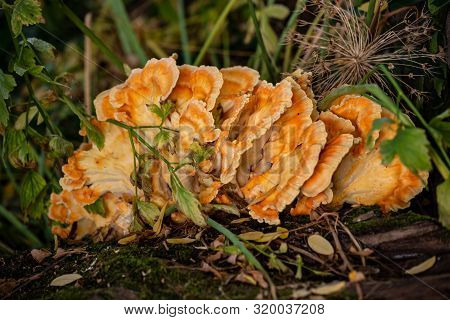 Close-up Of Golden-yellow Bracket Fungus (chicken Of The Woods) On The Tree. Macro Photography Of Li