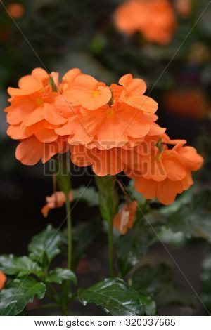 Crossandra Fortuna Flower - Latin Name - Crossandra Fortuna