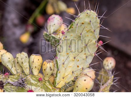 Opuntia Vulgaris Is A Species Of Cactus That Has Long Been A Domesticated Crop Plant Important In Ag