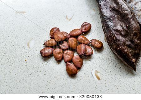 Carob Seeds And Pods Carats / Locust Beans Ready To Use.