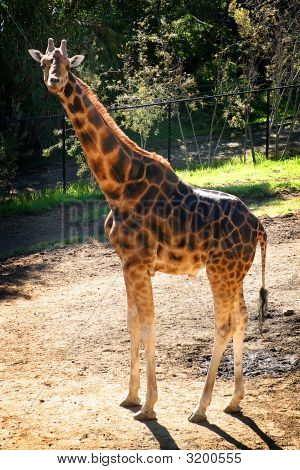 Baringo zürafa