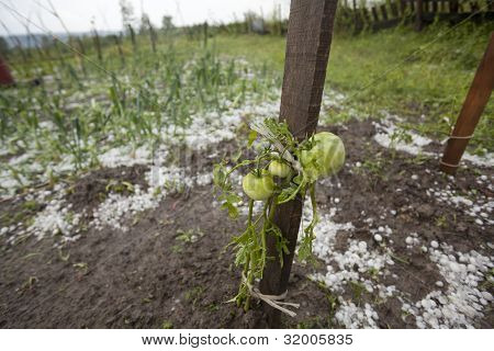 Tempête de grêle dans le jardin