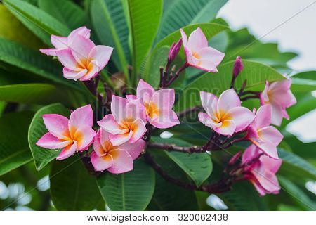 Plumeria Rubra Pink Flower Background. Frangipani Tree Bloom In Tropical Garden , Selected Focus