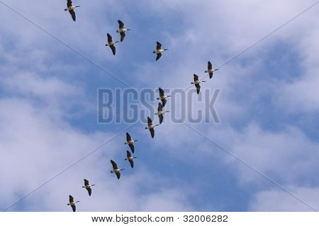 Canda Gänse In einer V-Formation fliegen