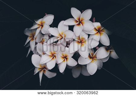 Plumeria Rubra Pink Flower Background. Frangipani Tree Bloom In Tropical Garden , On Drak Tone