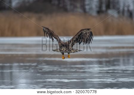 Adult White-tailed Eagle In Flight. Blue Sky Background. Scientific Name: Haliaeetus Albicilla, Also