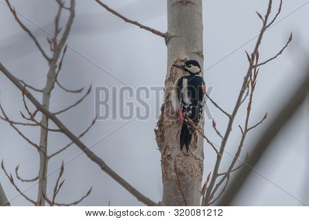 Great Spotted Woodpecker On Tree Trunk (dendrocopos Major)