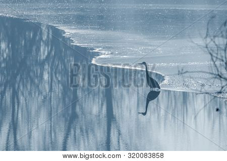 Grey Heron Frozen Lake At Winter. Winter Lake Scene.