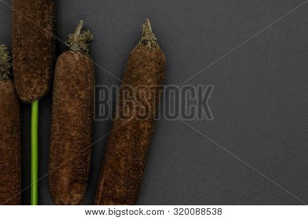 Brown Reeds (typha Latifolia, Common Cattail, Reedmace Or Bulrush) Twigs On Black Background With Co