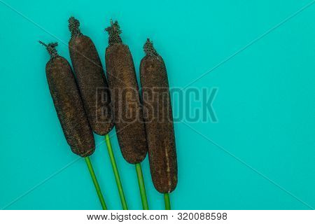 Brown Reeds (typha Latifolia, Common Cattail, Reedmace Or Bulrush) Twigs On Soft Blue Matte Backgrou