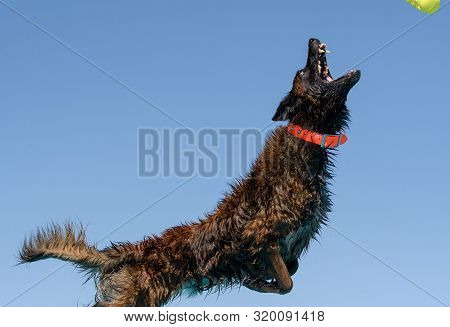 Belgian Malinois In Mid Air Catching A Toy Dock Diving