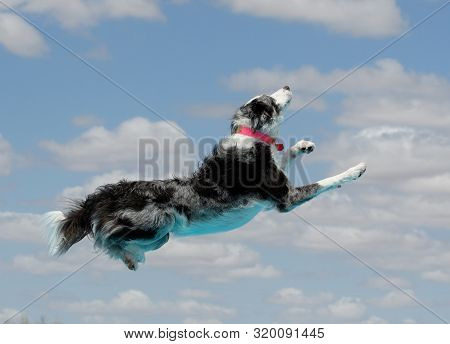 Australian Shepherd Breed Dog Dock Diving In The Air Against The Sky