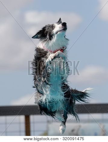 Border Collie In Air Dock Diving Off The Dock