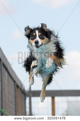 Tri Color Australian Shepherd Breed Dog Dock Diving