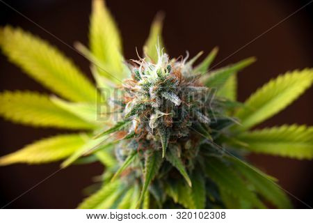 Detail of cannabis flower (white critical strain) growing indoors - medical marijuana cultivationc oncept