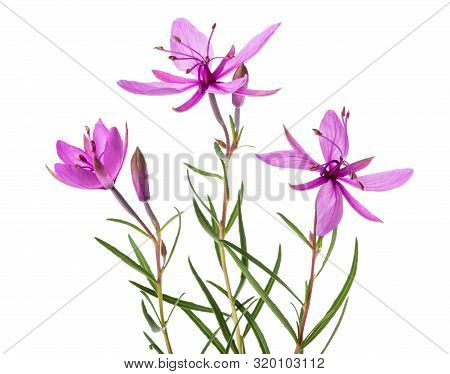 Pink Alpine Willowherb Flowers Isolated On White