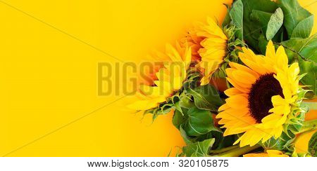 Sunflowers Fresh Flowers Close Up On Yellow Background With Copy Space, Naturall Fall Flowers Backgr