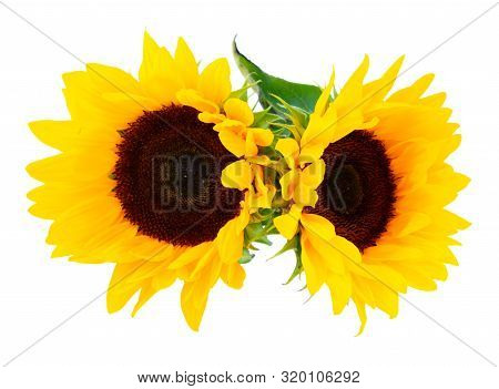 Sunflowers Fresh Flowers Two Heads Isoltaed On White Background