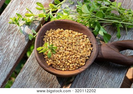 Fenugreek Seeds On A Wooden Spoon With Fresh Plant