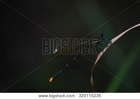 Parasite Attached To A Gold Tail Damselfly (allocnemis Leucosticta), Limpopo, South Africa