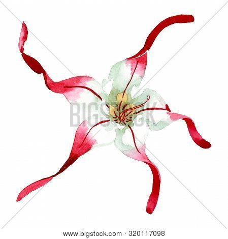 Strophanthus Floral Botanical Flower. Watercolor Background Set. Isolated Flower Illustration Elemen
