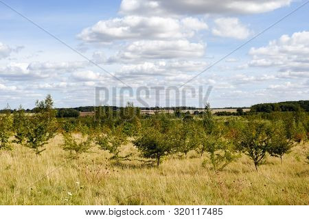 Conservation Area Where Woodland Is Being Regenerated By The Planting Of Small New Sapling Trees