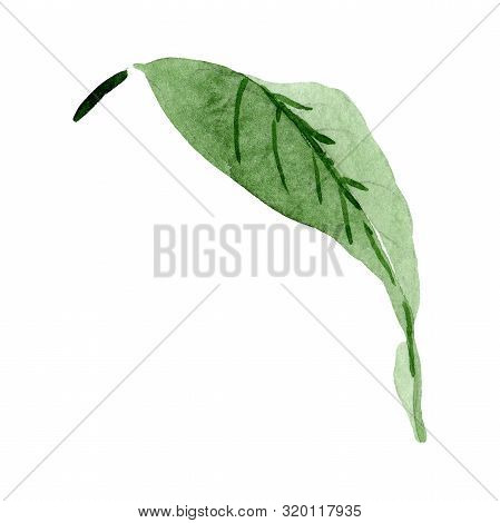 Strophanthus Leaf Floral Botanical Flower. Watercolor Background Set. Isolated Flower Illustration E