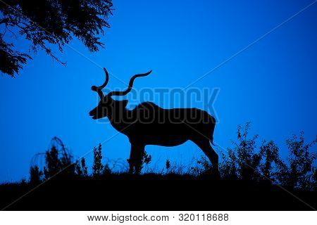 Kudu Bull Dark Silhouette At At Night. African Antelope With Typical Twisted Horns