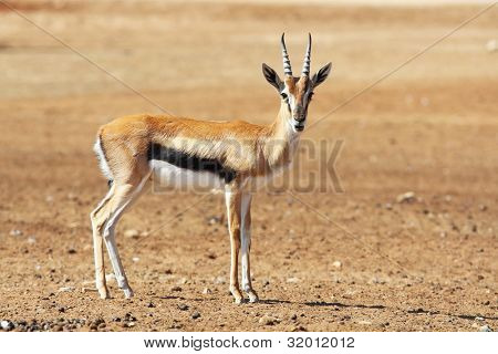 Una graciosa gacela de Thomson hermosa posando para una fotografía