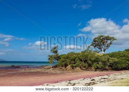 Pink Seaweed On Waipu Beach, New Zealand