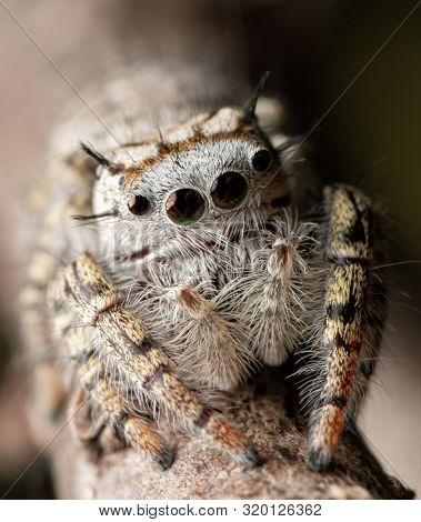 Closeup of a beautiful female Phidippus mystaceus jumping spider