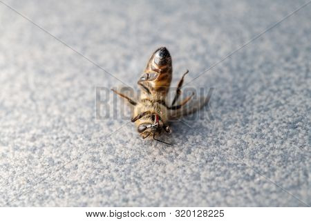 Dead Honey Bee, Apis Melifera, Isolated On Plan Background, Bee Poisoning And Extermination, Dangero
