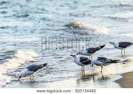 Flock Of Grey Seagulls On Sandy Beach Shoreline At Black Sea Coast Drinking Sea Water Of Splashing W