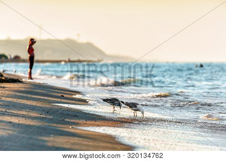 Sandy Beach Shoreline At Black Sea Coast With Seagulls Drinking Water At Sunset. Beautiful Sea Lands