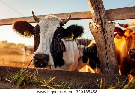 Cows Grazing On Farm Yard At Sunset. Cattle Eating And Walking Outdoors.