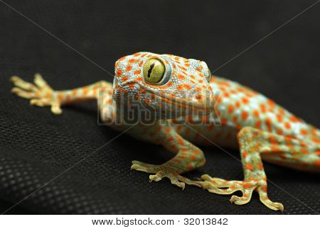 Gecko looking camera on black background