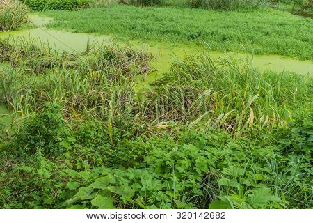 Algae Covered Water With Tall Reeds And Grasses In Marsh.