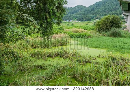 Algae Covered Water With Tall Reeds And Grasses In Marsh Next To River Under Concrete Bridge.