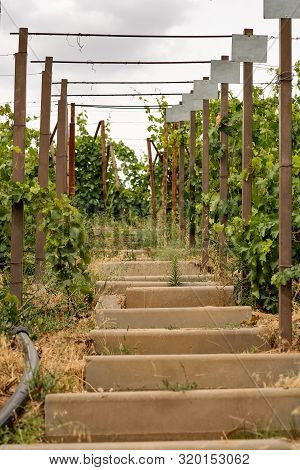Vineyards With Grapevine And Winery Along Wine Road. Agriculture Concept