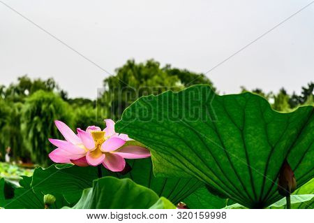 Landscape Of Nanhu Park, Changchun, China - Photographed In Changchun, China