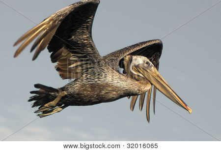 Pelican in flight